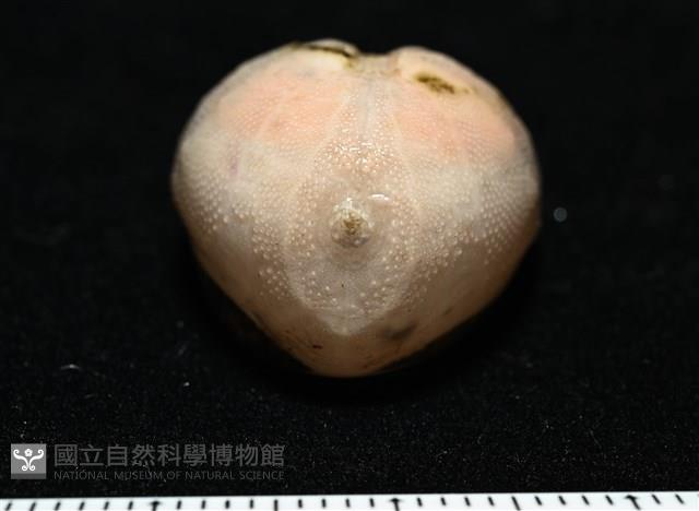 呂宋沐海壺藏品圖，第2張