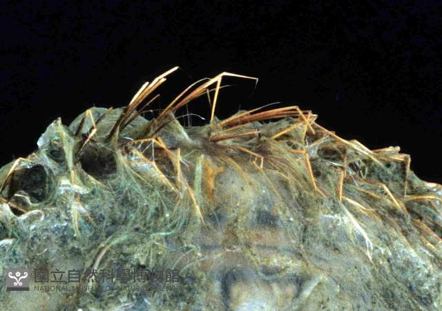 海鼠鱗沙蠶藏品圖，第2張