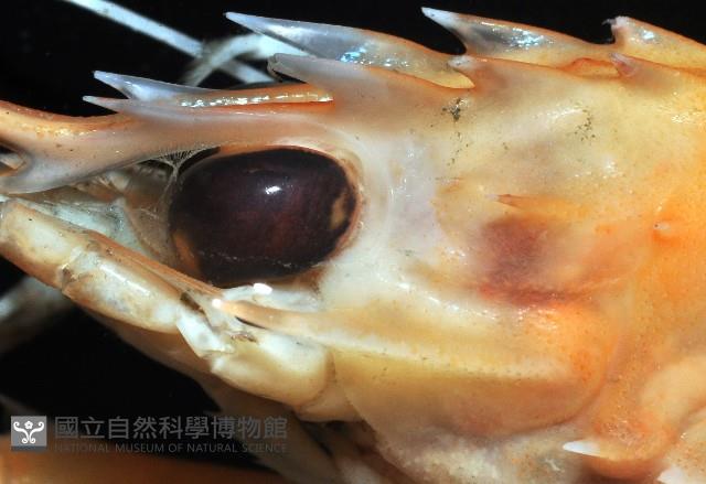 臺灣後海螯蝦藏品圖，第2張