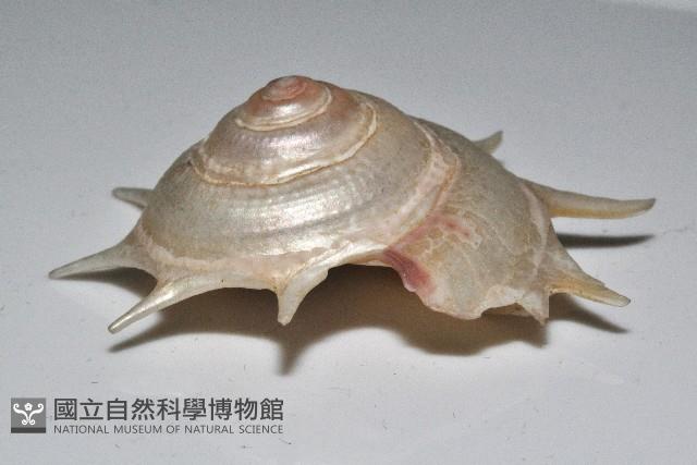 星螺藏品圖，第2張