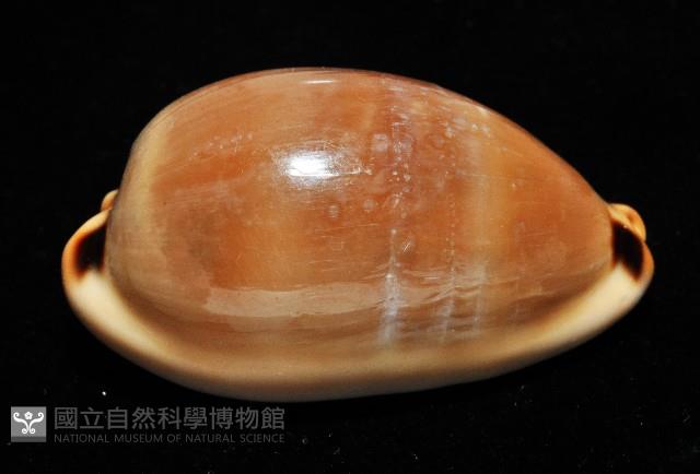 大四眼寶螺藏品圖，第2張