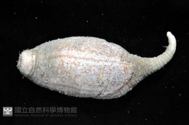 未知種芋參藏品圖，第2張