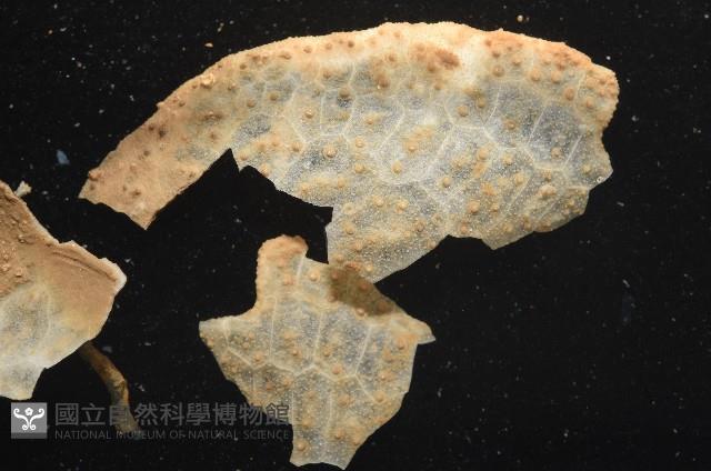 未知種葫蘆海膽藏品圖，第2張