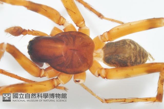 寬股隙蛛藏品圖，第2張