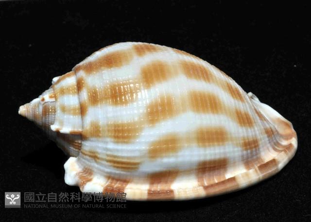 布紋鬘螺藏品圖，第2張
