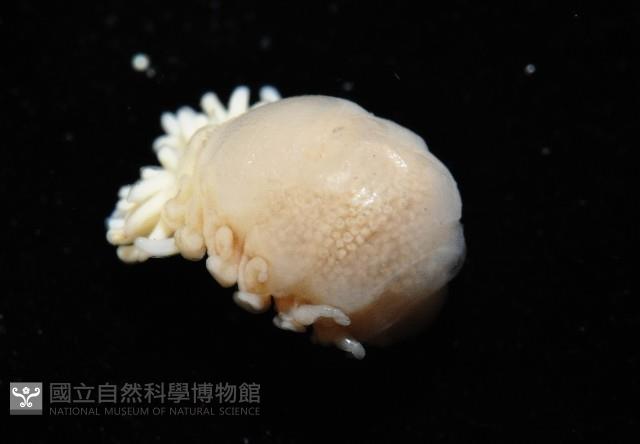 中華淺鰓虱藏品圖，第2張