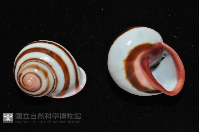 紅口紅蝸牛藏品圖，第2張