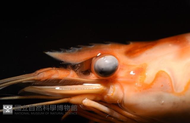 貪食沼蝦藏品圖，第2張