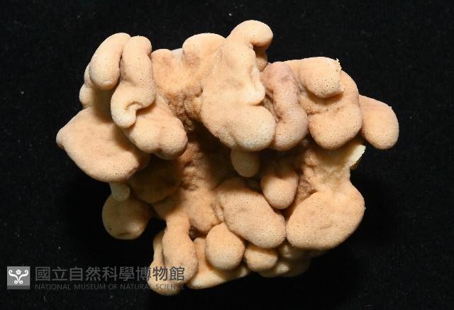 未知種指形軟珊瑚藏品圖，第2張