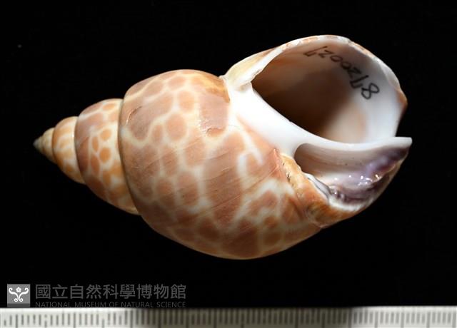 錫蘭鳳螺藏品圖，第2張