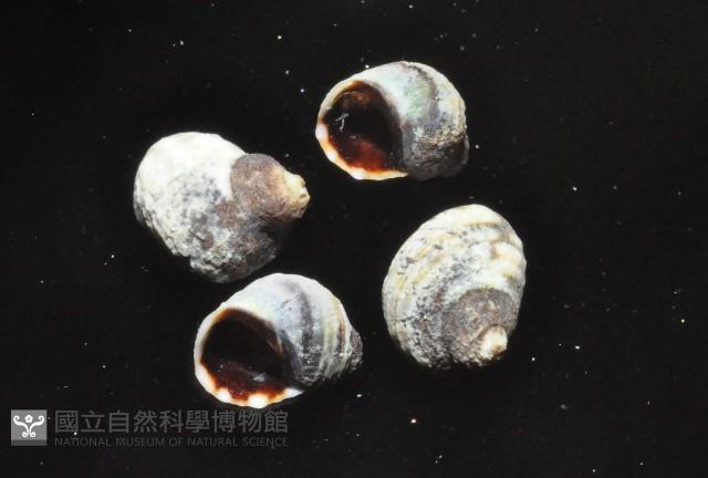 登錄號:007360-00027藏品圖，第2張
