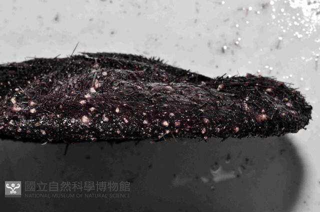 蹄棘革海膽藏品圖，第2張
