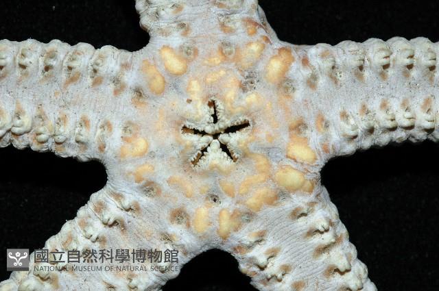 掌枝蛇尾藏品圖，第2張