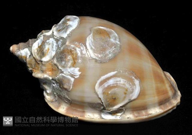 金帶鬘螺藏品圖，第2張