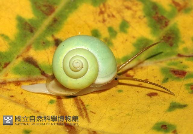 台灣青山蝸牛藏品圖，第2張