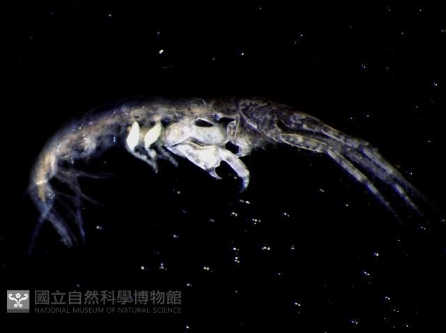 未知種蜾嬴蜚藏品圖，第2張