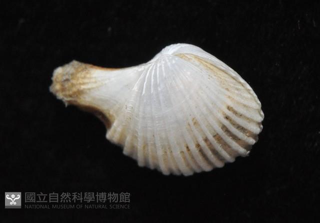 相模灣杓蛤藏品圖，第2張