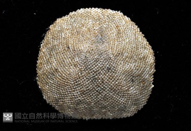 未知種齊苔蟲藏品圖，第2張