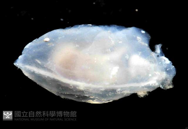 絨衣背肛海兔藏品圖，第2張