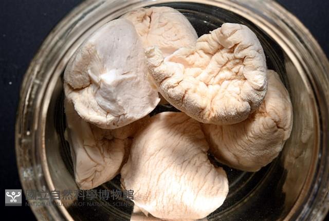 寺町翁戎螺藏品圖，第2張