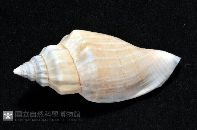 黑嘴鳳凰螺藏品圖，第2張