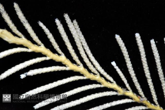 未知種苔蘚蟲藏品圖，第2張