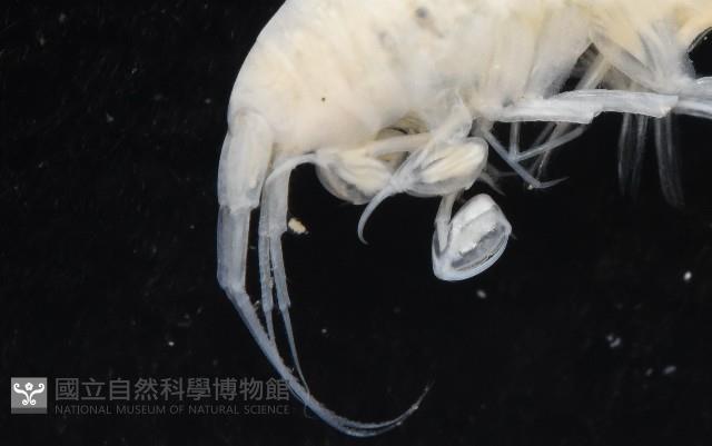 未知種深海鉤蝦藏品圖，第2張