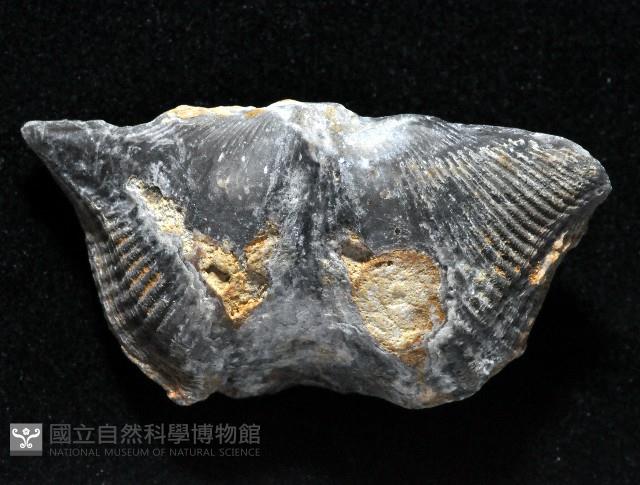 未知種尖翼石燕(化石)藏品圖，第2張