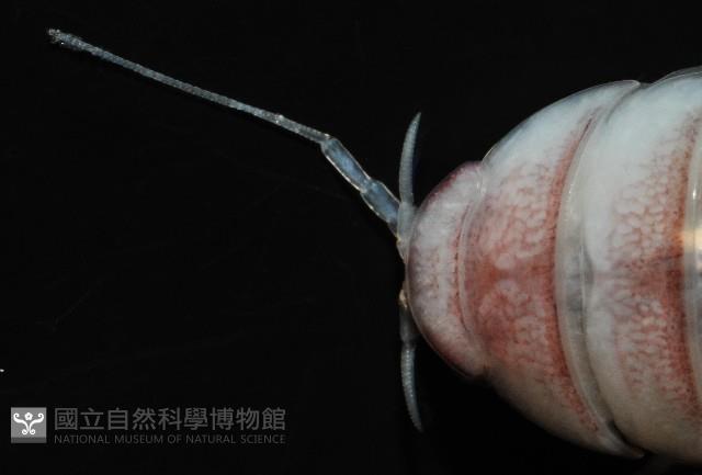 未知種浪漂水虱藏品圖，第2張