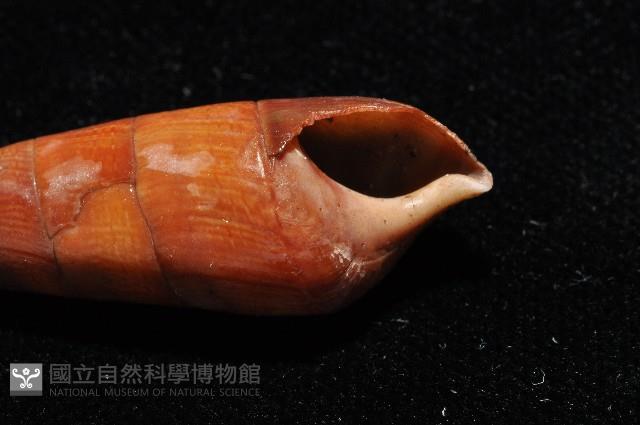 黑蜷藏品圖，第2張