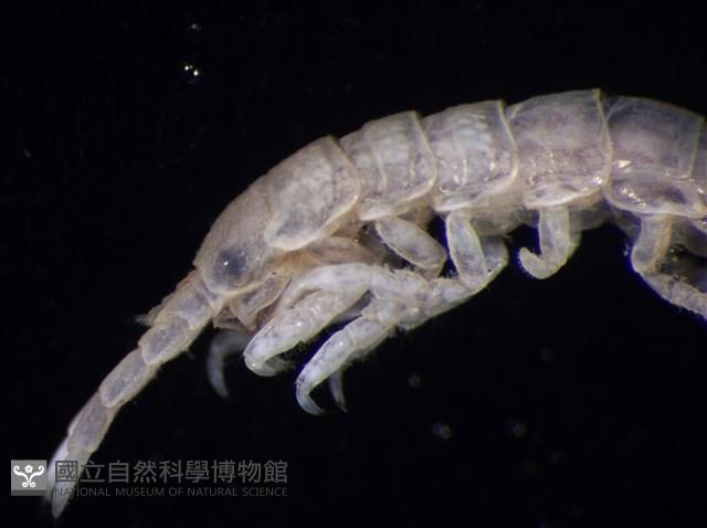 平尾棒鞭水虱藏品圖，第2張