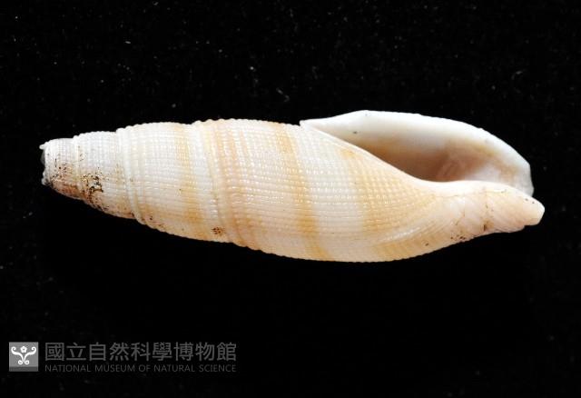 筆形布紋螺藏品圖，第2張