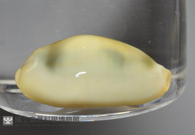 黃寶螺藏品圖，第2張