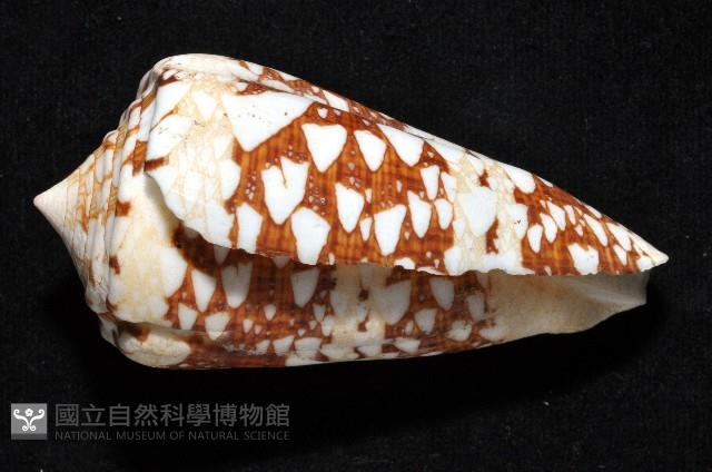 海軍上將芋螺藏品圖，第2張