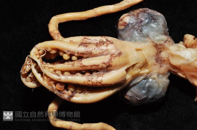 孔雀魷藏品圖，第2張
