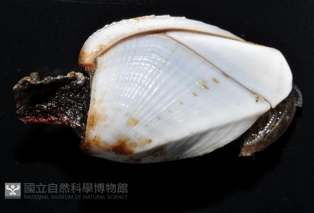 鵝茗荷藏品圖，第2張