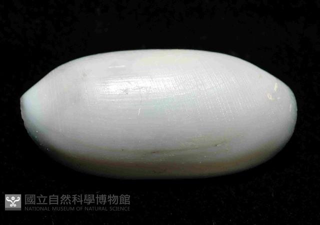 未知種深海粗米螺藏品圖，第2張