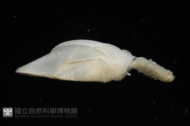 維氏三角鎧茗荷藏品圖，第2張