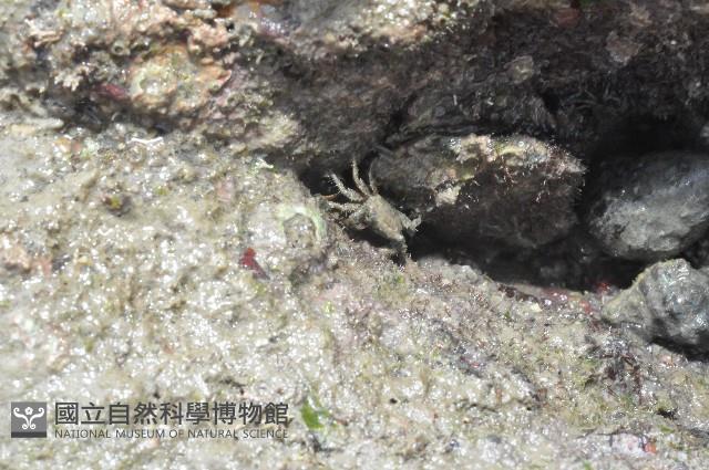 小相手蟹藏品圖，第2張