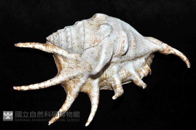 蜘蛛螺藏品圖，第2張