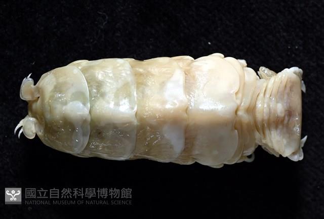 典型額胸水虱藏品圖，第2張