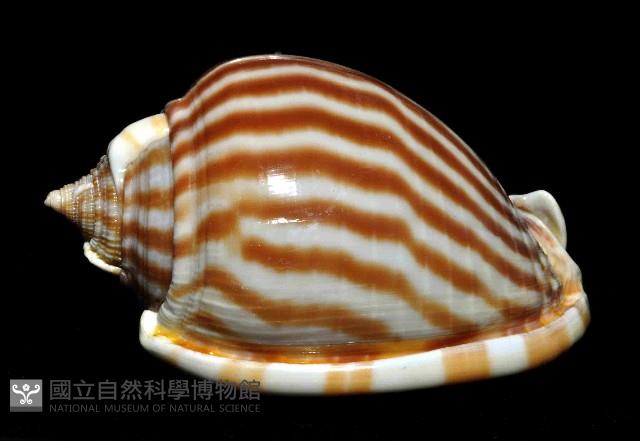 條紋鬘螺藏品圖，第2張