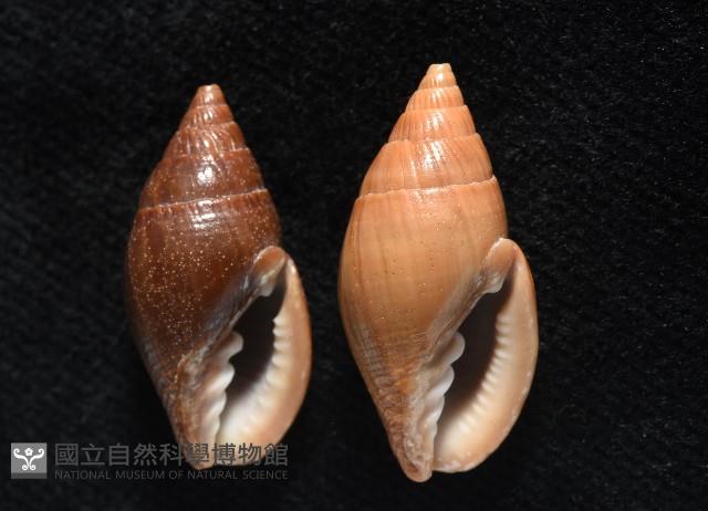 登錄號:007819-00115藏品圖，第2張