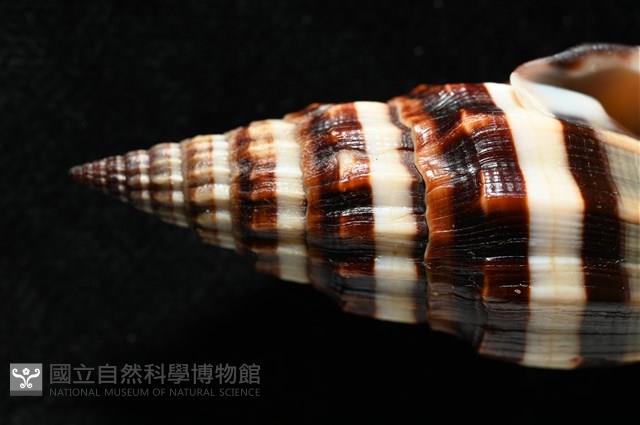 菜鳥蛹筆螺藏品圖，第2張