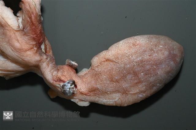 小紅蛸藏品圖，第2張