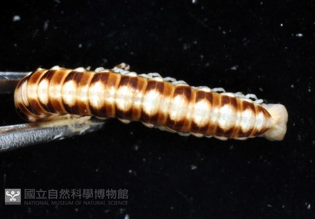霍氏繞馬陸藏品圖，第2張
