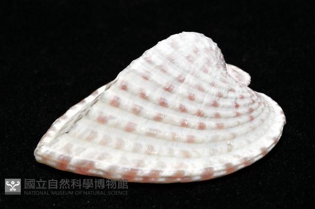 登錄號:006883-00015藏品圖，第2張