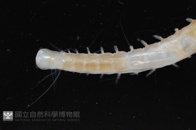未知種海女蟲藏品圖，第2張