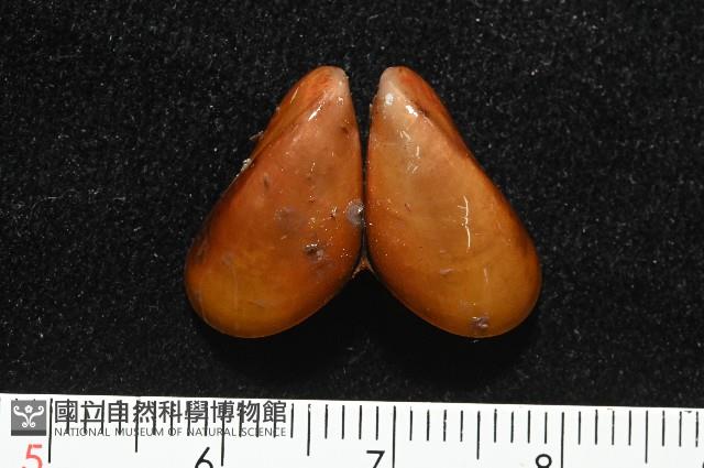 平端深海殼菜蛤藏品圖，第2張