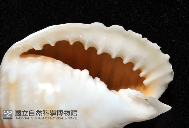 巴西粗齒鶉螺藏品圖，第2張